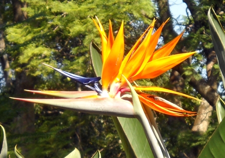 Stelitzia: Bird of Paradise Flower