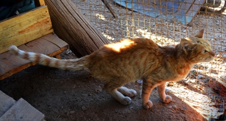 His back legs feeble and bent