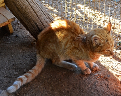 The ginger cat: shrivelled and tiny