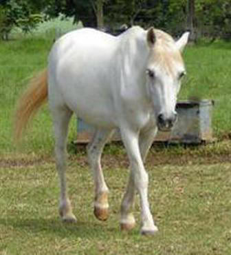 Gypsy Lass