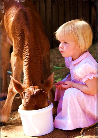 Feeding calves