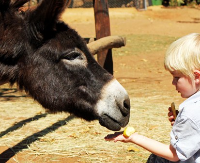 Feed the farm animals