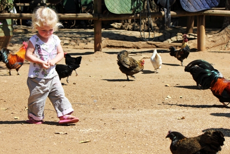 Feeding the chickens is a serious job