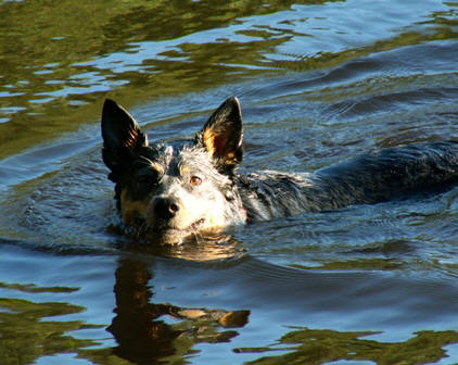 Time for a swim