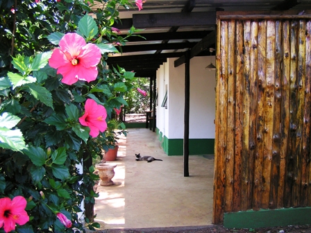 Welcome flowers