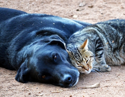 Friendly Faces