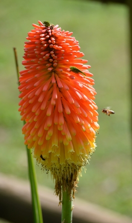 Nyanza flowers: plentiful life of all species