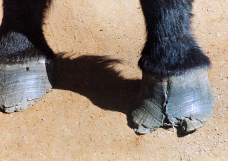 Palala's hooves on arrival