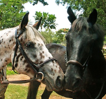 Friendly horses