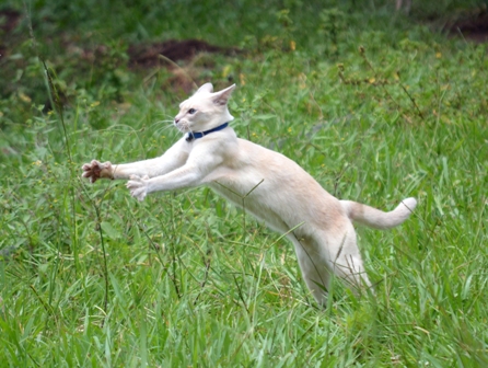 Catching butterflies