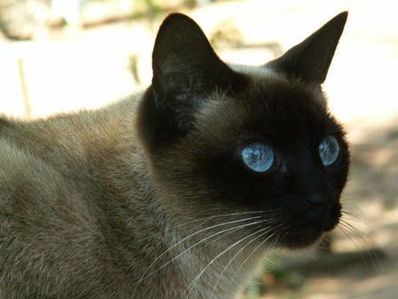 Shisa: blue eyed and beautiful
