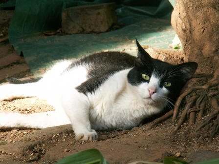 Scratch hard at work on the farm