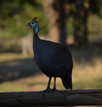 Guinea Fowl