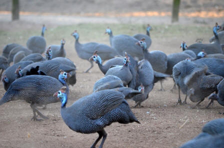 Team guineafowl