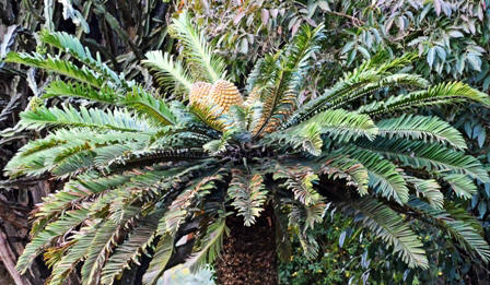 Cycad