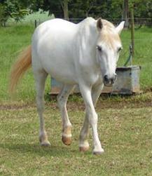 Gypsy Lass