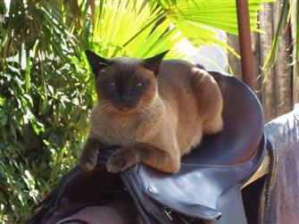Mishka inspecting the tack