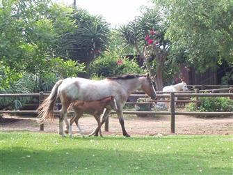 Tucha as a foal with her dam Rushka